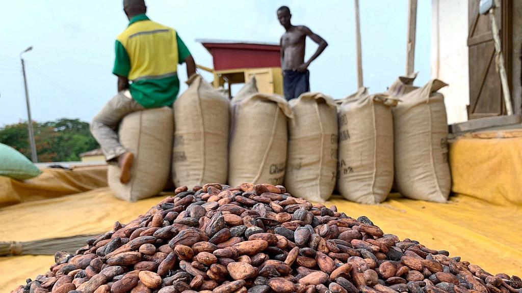 Rogue licensed cocoa buyers divert funds to buy smuggled beans – COCOBOD