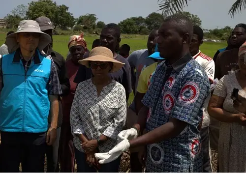 Weeds destroy 84% of rice harvests – Study reveals