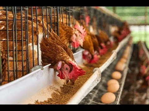 AfDB-Funded SME Programme Spurs Poultry Expansion And Job Creation At Selix Farms