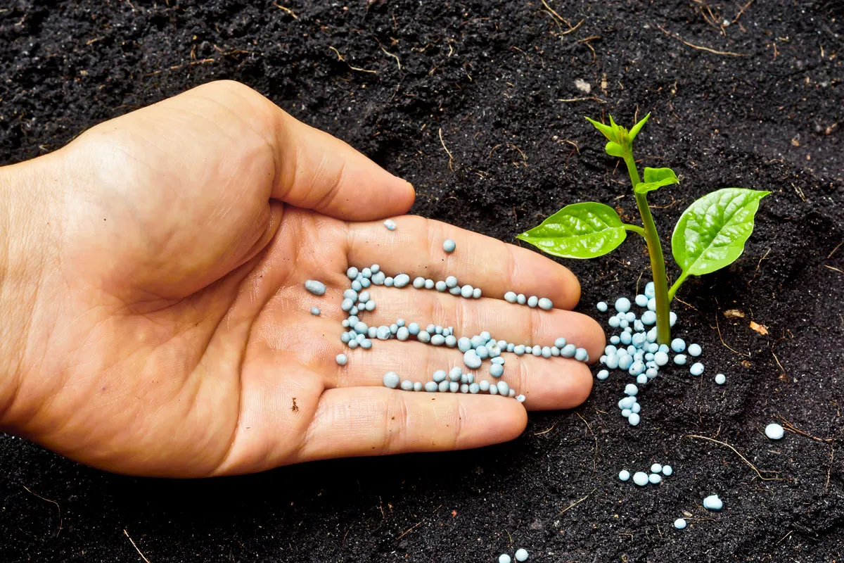 Why Africa Must Go Beyond Fertilizer Use to Build Fertilizer Sovereignty? A Researcher’s View