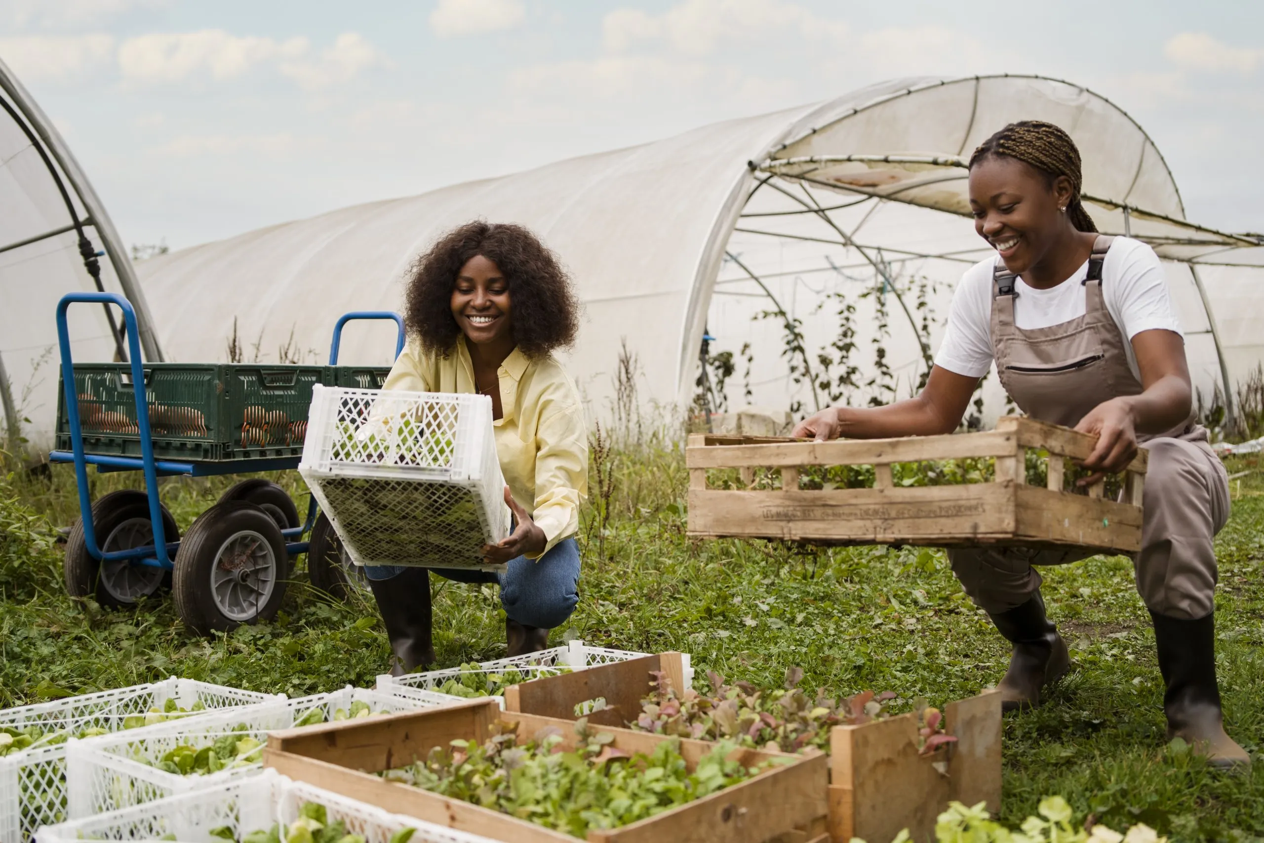 Urban Farming Touted as a Triple-Impact Solution for Food Security, Import & Household Income