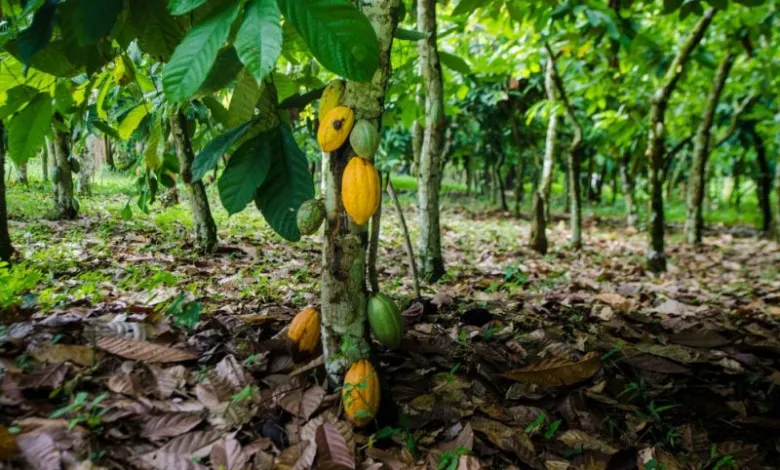 Ivorian Cocoa Farmers Look to Rain as Mid-Crop Hopes Hinge on Bean Quality