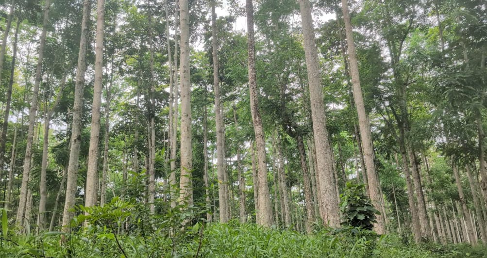 Parliamentary Select Committee raises concern over galamsey, illegal logging, and staff shortage in Forest Reserves