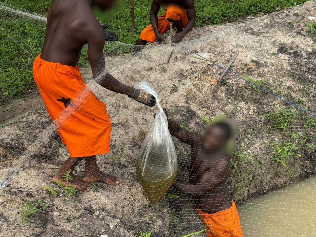 Obuasi prison turns to fish farming to boost inmate feeding and cut costs