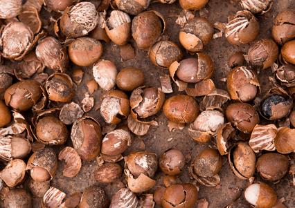 Accra hosts 18th annual shea industry conference