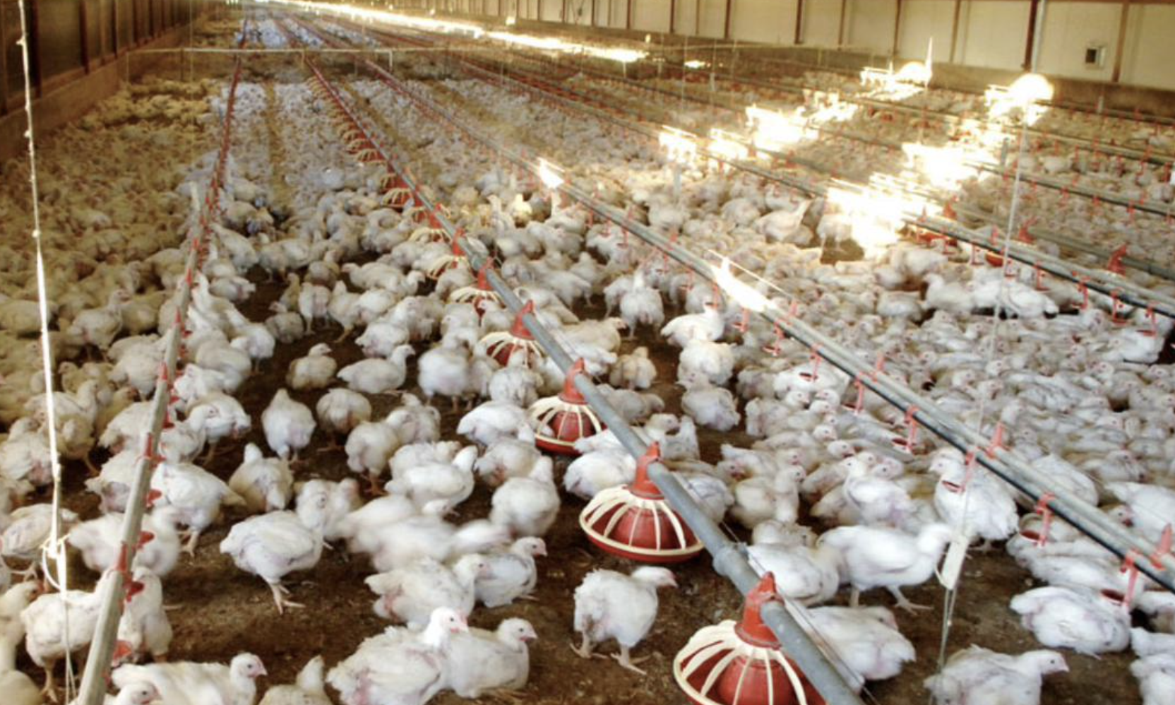 Patronise&nbsp;local chicken to sustain Nkoko Nketenkete Programme – Coordinator